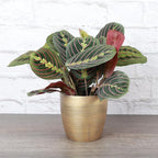Thorsen's Greenhouse Red Prayer Plant, Live Indoor Plant, Pet Friendly, Popular Houseplant, Red Maranta, Easy to Grow, 4" Diameter Pot (Gold)