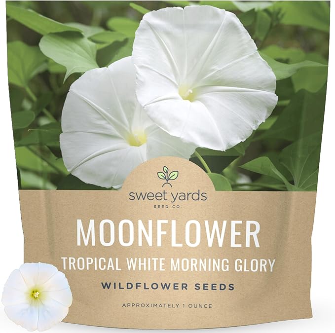 Moonflower – Tropical White Morning Glory – Large 1 Ounce Packet – 100 Flower Seeds for Planting – Ipomoea alba