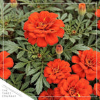 Live Flowering Marigold - Assorted Colors (4 Per Pack), Beautiful Spring Color, 8" Tall by 4" Wide in 1 Pt Pot