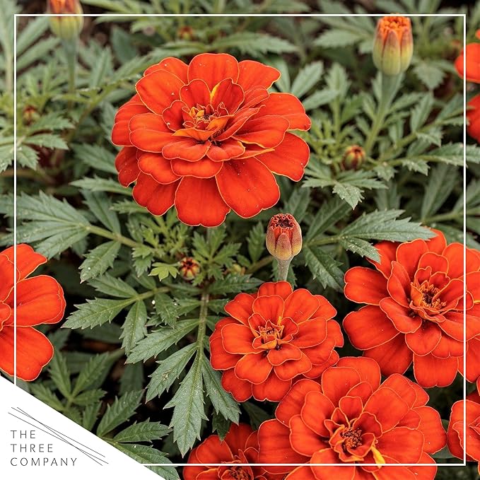 Live Flowering Marigold - Durango Red (4 Per Pack), Beautiful Spring Color, 8" Tall by 4" Wide in 1 Pt Pot
