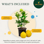 Ponderosa Lemon Tree Live Plants 13" - 22" Tall – Indoor Outdoor Fruit Tree Plant Growing, Live Citrus Plant Mothers Day Gift for Mom Home Garden Patio Use, Cannot Ship CA AZ TX LA by Via Citrus