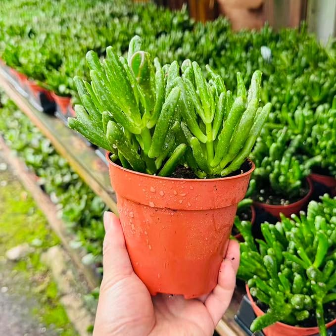 Live Succulent Plant in 4 Inch Pot, Green Finger-Like Foliage, Easy Care Indoor House Plant