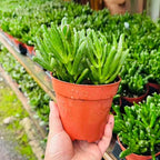Live Succulent Plant in 4 Inch Pot, Green Finger-Like Foliage, Easy Care Indoor House Plant