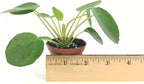 Pilea peperomioides (2" Pot) (Chinese Money Plant/Pancake Plant/UFO Plant)