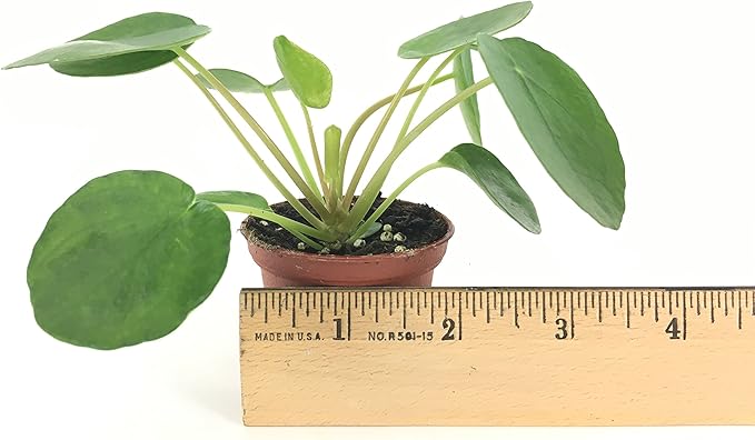 Pilea peperomioides (2" Pot) (Chinese Money Plant/Pancake Plant/UFO Plant)