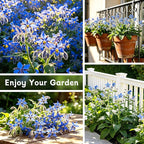 LUOJIBIE Borage Seeds, 4,000+ Blue Borage Seeds for Planting Outdoor & Indoor, Flower Seeds Bulk for Garden, Non-GMO & Heirloom, Easy to Grow