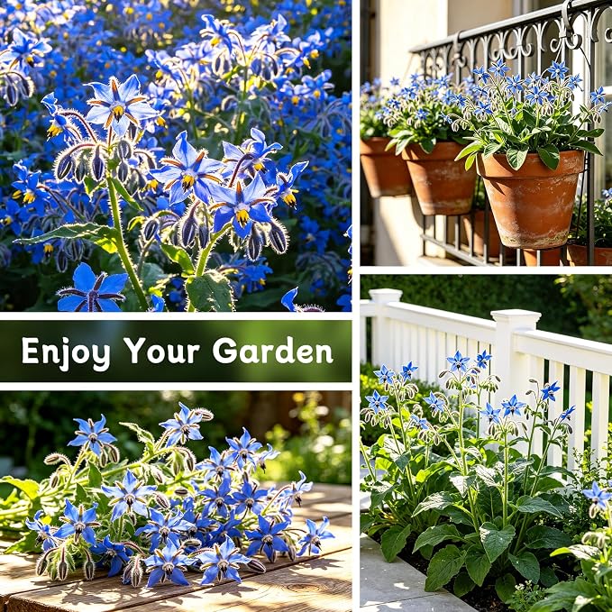 LUOJIBIE Borage Seeds, 2,000+ Blue Borage Seeds for Planting Outdoor & Indoor, Flower Seeds Bulk for Garden, Non-GMO & Heirloom, Easy to Grow