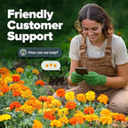HOME GROWN Petite French Marigold Seeds 658 Flower Seeds for Planting Outdoor Easy to Grow Companion Plant & Quick Blooming Pollinator Heirloom Wildflower Seeds (Tagetes patula)