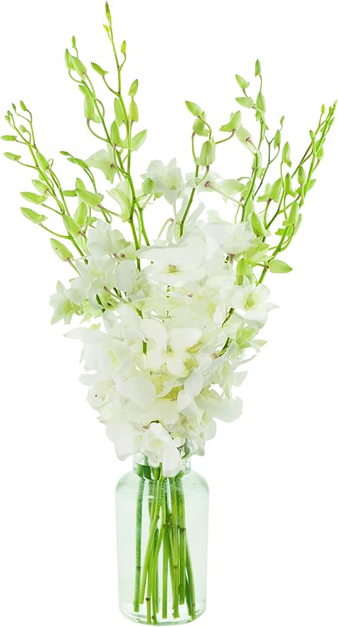 KaBloom - Exotic Perla White Orchid Bouquet of White Orchids with Vase - Fresh Flowers for Birthday, Valentine's & Mother's Day