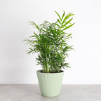 Thorsen's Greenhouse Parlor Palm Plant, Live Indoor Plant, Neanthe Bella Palm, Natural Air Purifier, Easy to Grow, Pet Safe Plant, 6-inch Diameter Pot (Sage (6" Pot))