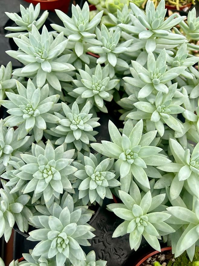Blue Burrito Succulent Live Healthy Sedeveria Houseplant - Succulents Plants Live - Fully Rooted in 4 inch Plant Pot - Indoor Rosette Succulants for Home and Office Decor