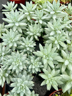 Blue Burrito Succulent Live Healthy Sedeveria Houseplant - Succulents Plants Live - Fully Rooted in 4 inch Plant Pot - Indoor Rosette Succulants for Home and Office Decor