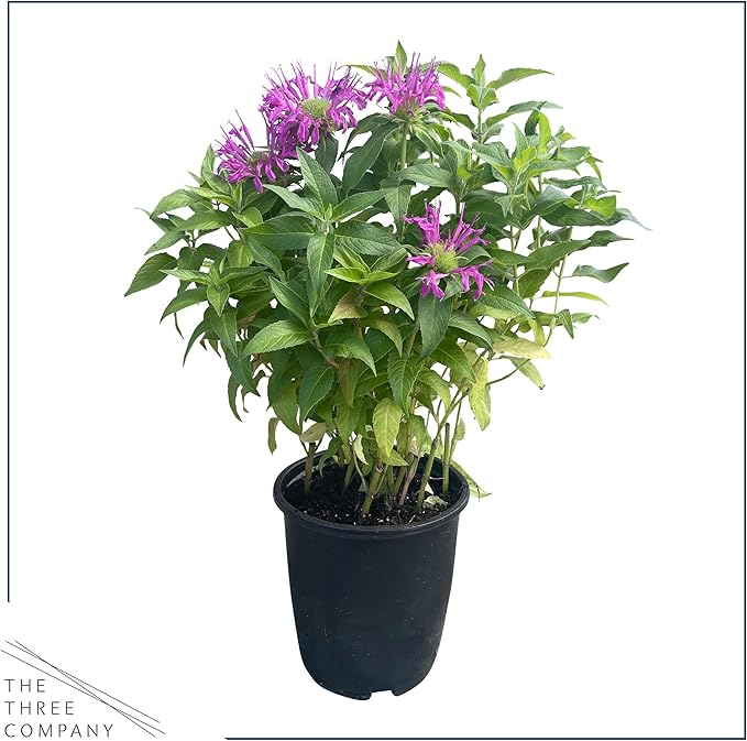 Live Bee Balm (Monarda) - Purple, Attracts Butterflies and Hummingbirds, Natural Pollinator, 10" Tall by 6" Wide in 2.5 Qt Pot