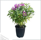 Live Bee Balm (Monarda) - Purple, Attracts Butterflies and Hummingbirds, Natural Pollinator, 10" Tall by 6" Wide in 2.5 Qt Pot
