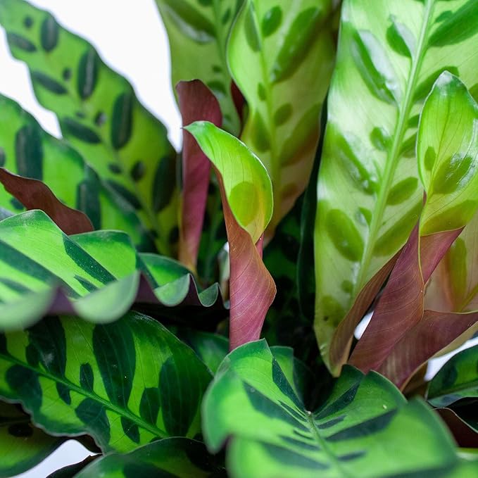 Calathea Lancifolia Rattlesnake Live Plant for Indoor | Different Houseplants in 4'' & 6'' Pot | Real House Plant for Living Room, Office, Desk & Bathroom | Peacock Zebra