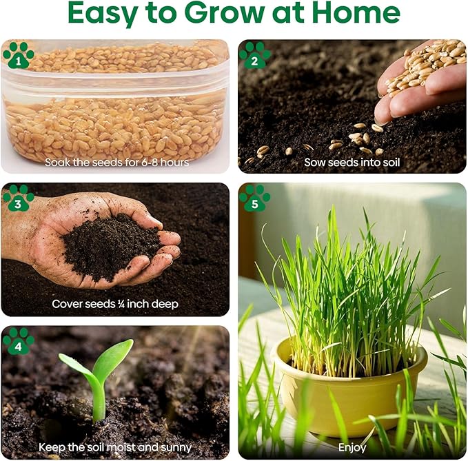 Groundio Cat Grass Seeds 8oz, Non-GMO Wheat Cat Grass Seeeds & Oat Seeds Mix, High Germination Cat Grass Seeds Grown in USA for Indoor Cats