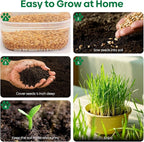Groundio Cat Grass Seeds 8oz, Non-GMO Wheat Cat Grass Seeeds & Oat Seeds Mix, High Germination Cat Grass Seeds Grown in USA for Indoor Cats