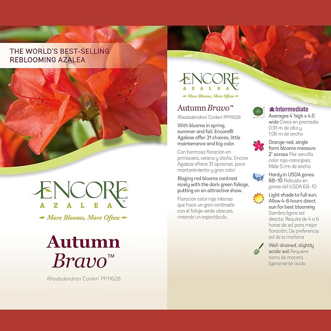 2 Gallon Encore Azalea Autumn Bravo Azalea