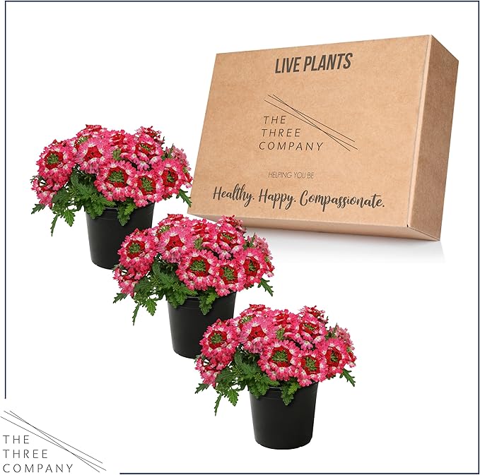 Live Flowering Verbena - Red Bicolor (3 Plants Per Pack) - Healthy Flowering Plant - Beautiful Spring Color - 10" Tall by 5" Wide in 1Qt Pot