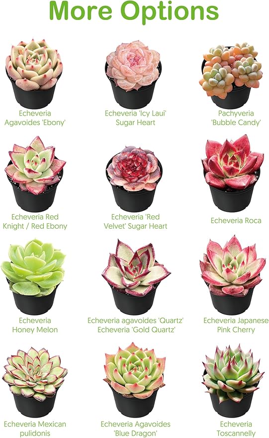 Live Succulent Echeveria 'Mexican pulidonis', 2 Inch Fully Rooted Potted Plant, Easy Care & Drought Tolerant, Indoor Houseplant for Home Decor