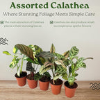 Calathea Assorted Starter Pack - Calathea Live Plants 5 Pack in 2 inch Pot- Pet Safe Air Purifying Indoor House Plants Flowers for Home Office Wedding Decor & Birthday Gift (Heat Pack Included)