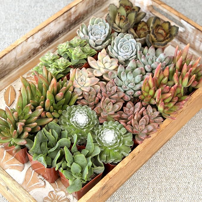Succulents Plants Live (20PK) Potted Succulent Plants Live House Plants, Cactus Plants Live Plants Indoor Plants Live Houseplants, Indoor Plant Succulents Live Plant House Plant by Plants for Pets
