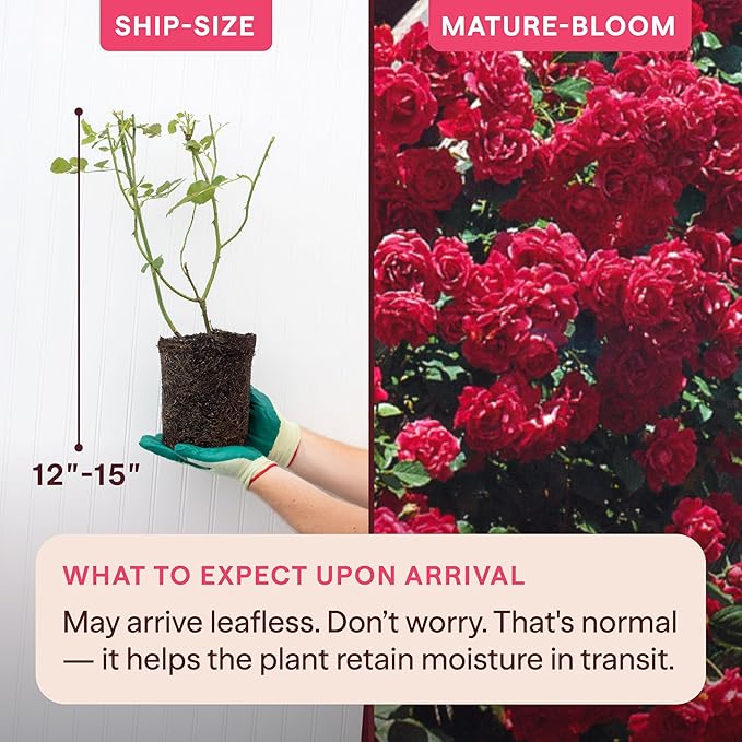 Heirloom Climbing Roses, Live Own Root Plant for Outdoor Garden, Blaze, Lightly Fragrant, Hardiness Zones 5-10, Continual Blooming
