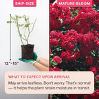 Heirloom Climbing Roses, Live Own Root Plant for Outdoor Garden, Blaze, Lightly Fragrant, Hardiness Zones 5-10, Continual Blooming