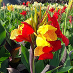 Canna 'Cleopatra', a Great Live Pond Plant for Your Water Garden. Filters koi and Goldfish Ponds. Good for Bogs, Plant Shelf or Shallow Water This marginal Aquatic is a Real Beauty