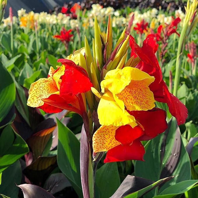 Canna 'Cleopatra', a Great Live Pond Plant for Your Water Garden. Filters koi and Goldfish Ponds. Good for Bogs, Plant Shelf or Shallow Water This marginal Aquatic is a Real Beauty
