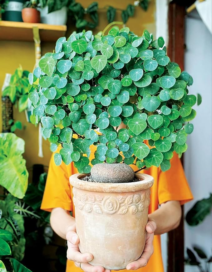 6-7 Cm Stephania Cephalantha Plant Caudex, Already Sprouts, Rare Succulent with No Hair Roots from 2.5 to 3" Wide Caudex for Planting, Home Decor, Houseplant, Cold Hardy