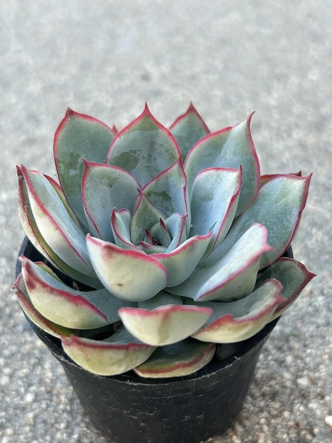 Succulent Plant, Blue-Green with Red Edges, Live Rosette, Indoor Outdoor Decor