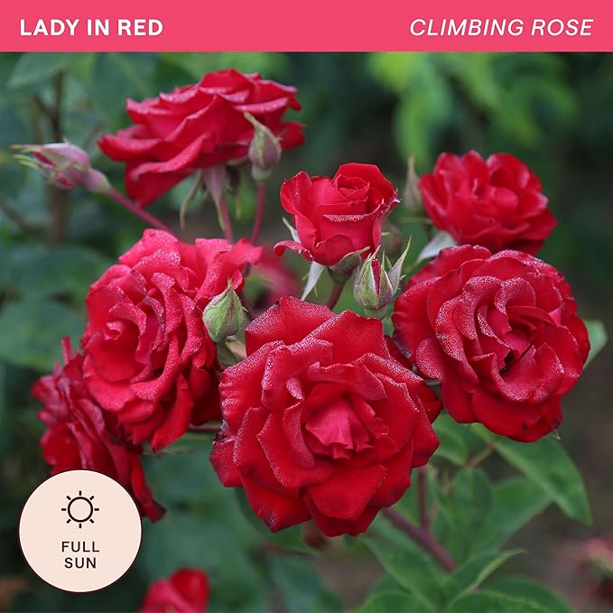 Heirloom Climbing Roses, Live Own Root Plant for Outdoor Garden, Lady in Red™, Lightly Fragrant, Hardiness Zones 4-10, Repeat Blooming