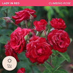 Heirloom Climbing Roses, Live Own Root Plant for Outdoor Garden, Lady in Red™, Lightly Fragrant, Hardiness Zones 4-10, Repeat Blooming