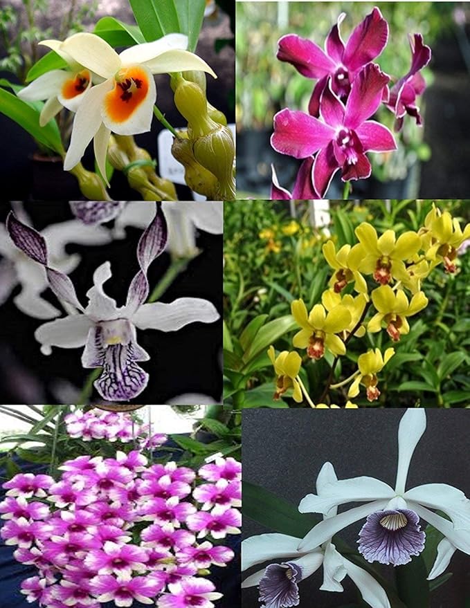 3 Large + 3 Small Diffferent Dendrobiums Live Orchids Plants