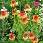 Echinacea Coneflower Seeds for Planting, 200+pcs Rare PerennialEchinacea Flower Seeds Plants, Non-GMO Heirloom Landscape Hardy Garden Colored Flowers for Outdoors