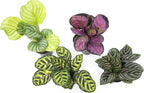 Calathea Prayer Plants Live House Plants Kit (4 PK), Calathea Plant Live Indoor Plants & Easy to Grow Houseplants (12 Pack) Live House Plants in Plant Containers
