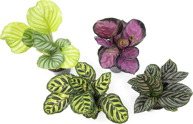 Calathea Prayer Plants Live House Plants Kit (4 PK), Calathea Plant Live Indoor Plants & Easy to Grow Houseplants (12 Pack) Live House Plants in Plant Containers