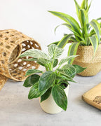 Real Philodendron Plant Variety Pack (Includes 4 Live Plants) in 4.25" Grower Pots, Easy to Grow Air Purifying Philodendrons, Seasonal Surprise Box, Easy & Popular Houseplants by Plants for Pets