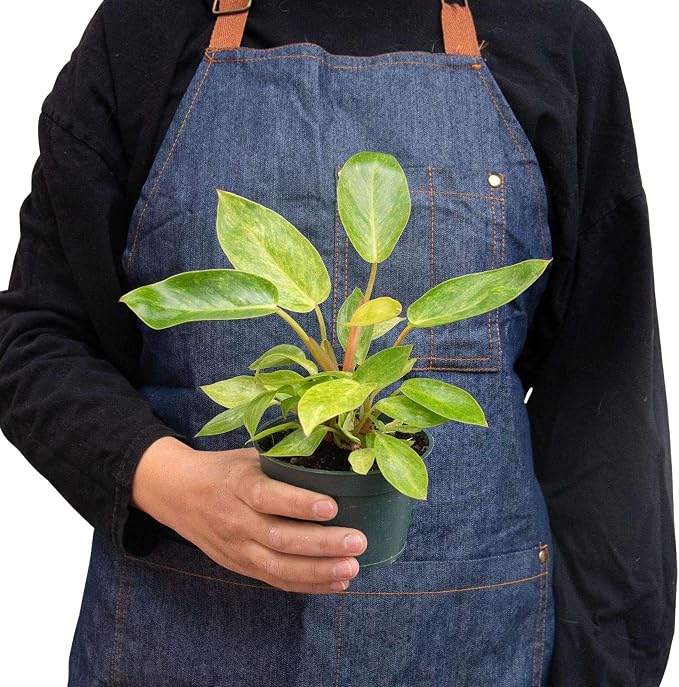 Philodendron Painted Lady Live Plant for Indoor | Different Houseplants in 4'' & 6'' Pot | Real House Plant for Living Room, Office, Desk & Bathroom | Emerald Queen Plant