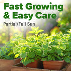 HOME GROWN Premium Common Mint Seeds (Bulk Pack) 3,600 Heirloom Herb Seeds, USA Sourced | Ideal for Planting Outdoors or Indoors for a Fresh Mint Tea Garden (Mentha spp)