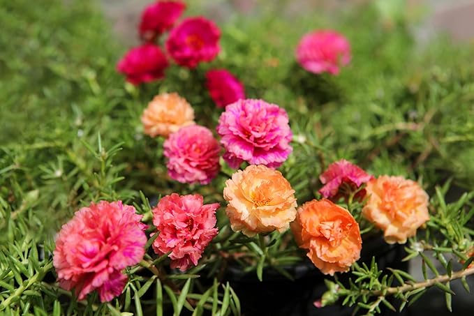 100 Mixed Colors Portulaca Moss Rose Grandiflora Flower Seeds