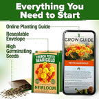 HOME GROWN Petite French Marigold Seeds 658 Flower Seeds for Planting Outdoor Easy to Grow Companion Plant & Quick Blooming Pollinator Heirloom Wildflower Seeds (Tagetes patula)