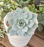 Live Light Blue Echeveria Succulent Plant - Stunning Rosette Drought-Tolerant Indoor/Outdoor Decor - Unique and Hardy Cactus Variety