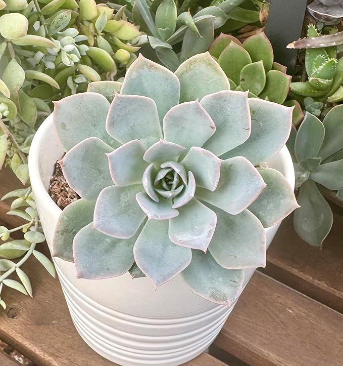 Live Light Blue Echeveria Succulent Plant - Stunning Rosette Drought-Tolerant Indoor/Outdoor Decor - Unique and Hardy Cactus Variety