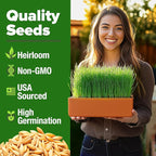 HOME GROWN Hard Red Winter Wheatgrass Seeds 12,000+ Bulk 1.5 lb Heirloom Non-GMO, Sprouting for Juicing, Healthy Smoothies, Pet Cat Grass, Microgreens, Indoor Garden (Triticum aestivum)