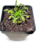 Cape Sundew (Drosera capensis) – Carnivorous Plant with Pot, Easy Indoor Grow Kit for Beginners & Nature Enthusiasts