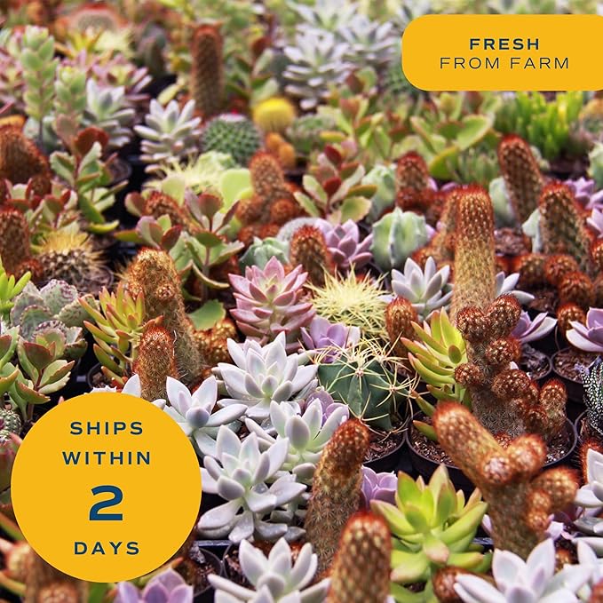 Costa Farms Mini Live Succulents, Echeveria Houseplant, Beautiful Live Indoor Plants in Cute Décor Stone Planter Pots, Great Gift for Perfect Room Décor, 4-Inches Tall (2-Pack)