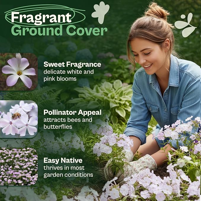 SVI 1500 Mountain Phlox Seeds (Linanthus grandiflorus) – Ground Cover Phlox Seed Packets Bulk, Sweet Fragrance Flower Garden – Heirloom Annual Purple Flower Seeds for Outdoor Garden, Containers