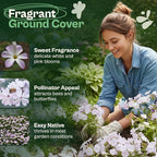 SVI 1500 Mountain Phlox Seeds (Linanthus grandiflorus) – Ground Cover Phlox Seed Packets Bulk, Sweet Fragrance Flower Garden – Heirloom Annual Purple Flower Seeds for Outdoor Garden, Containers